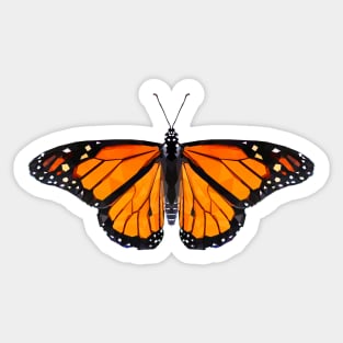 Monarch butterfly Sticker